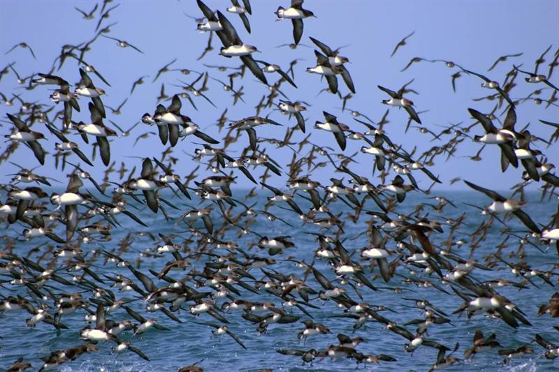 Albatross Encounter