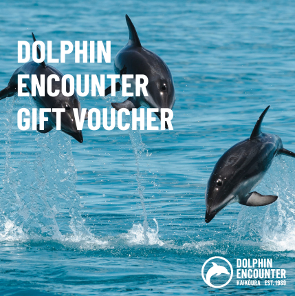 Dolphin Encounter Gift Vouchers