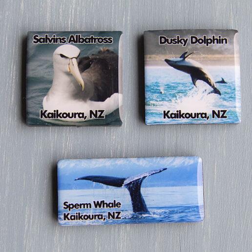 Dolphin, Whale & Albatross Magnets- Set of 3