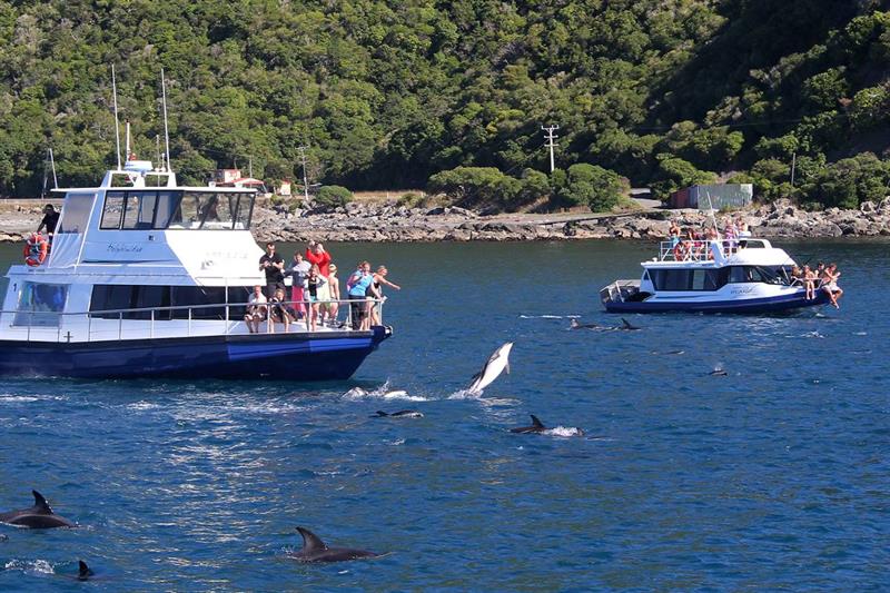 Dolphin Encounter